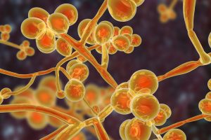 The Human Mycobiome: An ISAPP mini-symposium 5 iStock 1028379354
