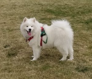 Children and dogs in a household share gut microbes – and these microbes are modified by a canine probiotic 2 2021 03 08 Simka at 2 yrs