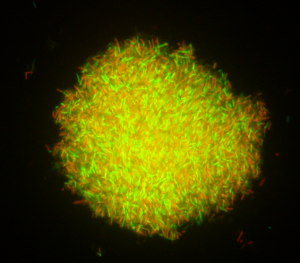 Should the concept of postbiotics make us see probiotics from a new perspective? 2 Gabriel4