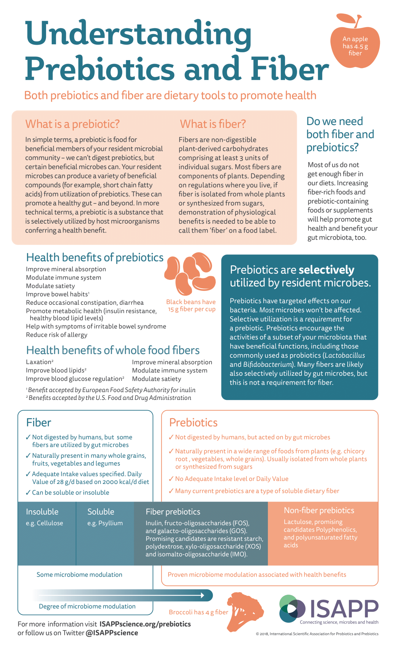 Prebiotic Fiber Infographic Final scaled