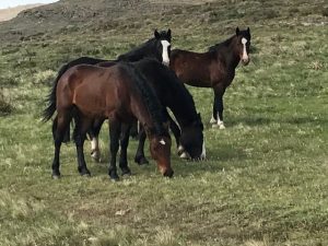 Domestic horses from different geographical locations harbor antibiotic resistant gut bacteria, unlike their wild counterparts 3 Wild horses Argentina 1
