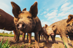 The gut-brain axis in livestock animals: Is there a place for biotics in changing pig behavior? 5 pig image