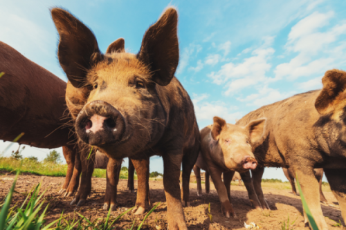 Resources 38 pig image e1751753530198